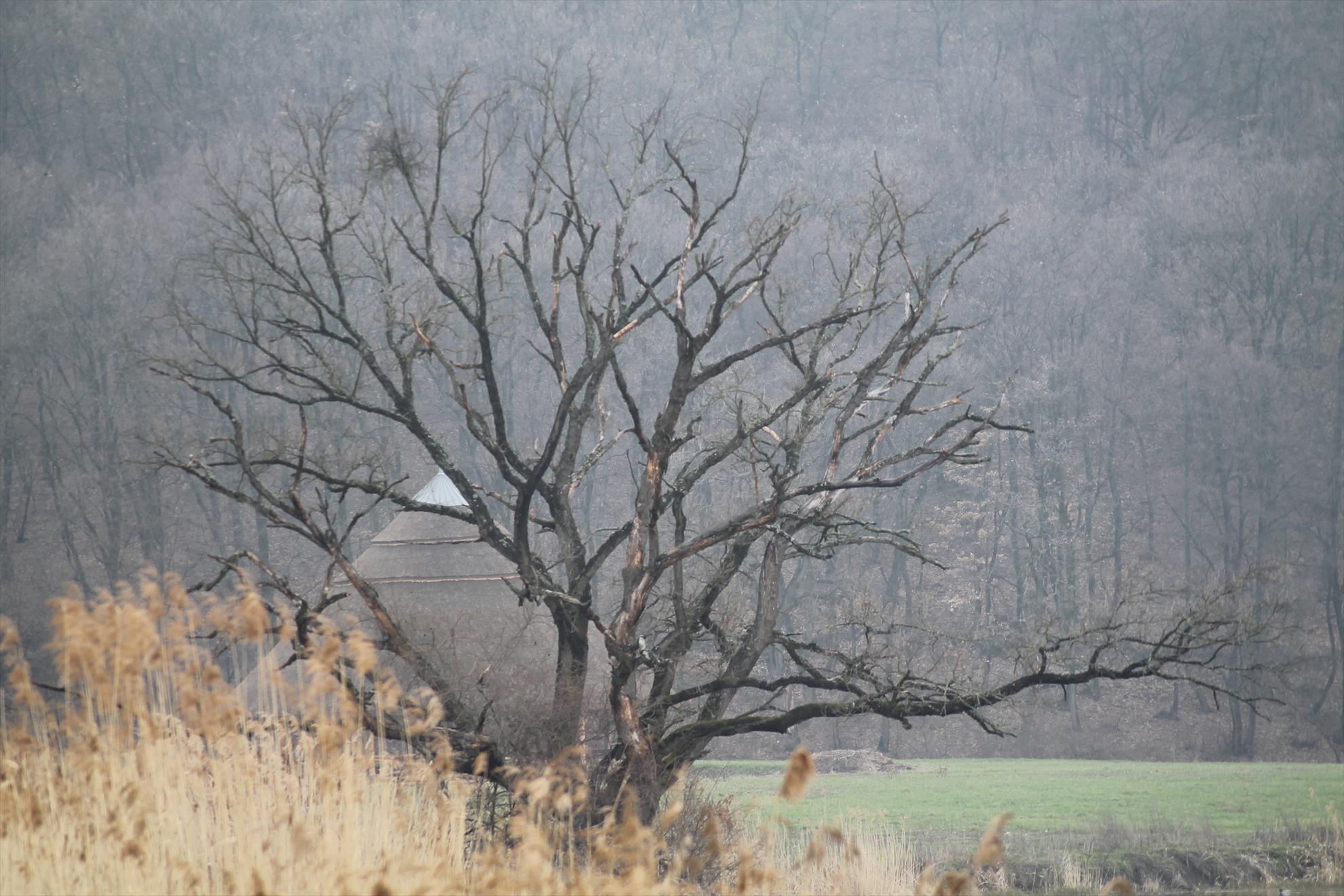 Peisaje... - harsany-aprilie2013-1841.JPG